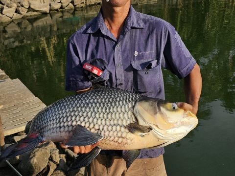Có ti gọi là 