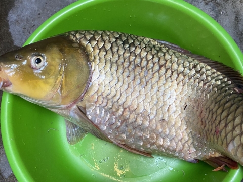 Câu cá thực chất là môn thể thao dìm chết con trùn !