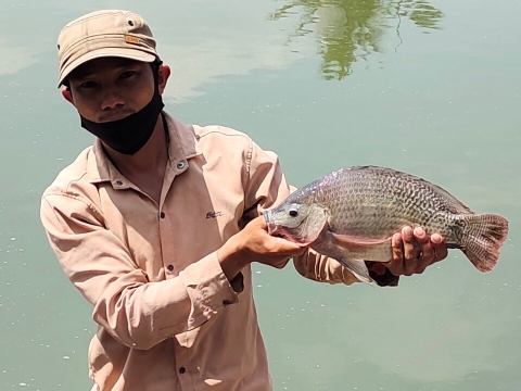 CÁ BẦU MUỐN BIẾT SAO TA? MỔ RA THẤY TRỨNG, CHẾT CHA... MUỘN GOY.....06-06-2021