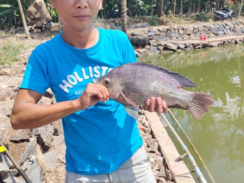 Câu cá giải trí