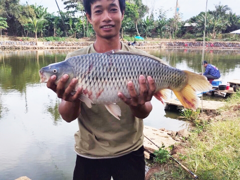 CÁ BẦU MUỐN BIẾT SAO TA? MỔ RA THẤY TRỨNG, CHẾT CHA... MUỘN GOY.....06-06-2021